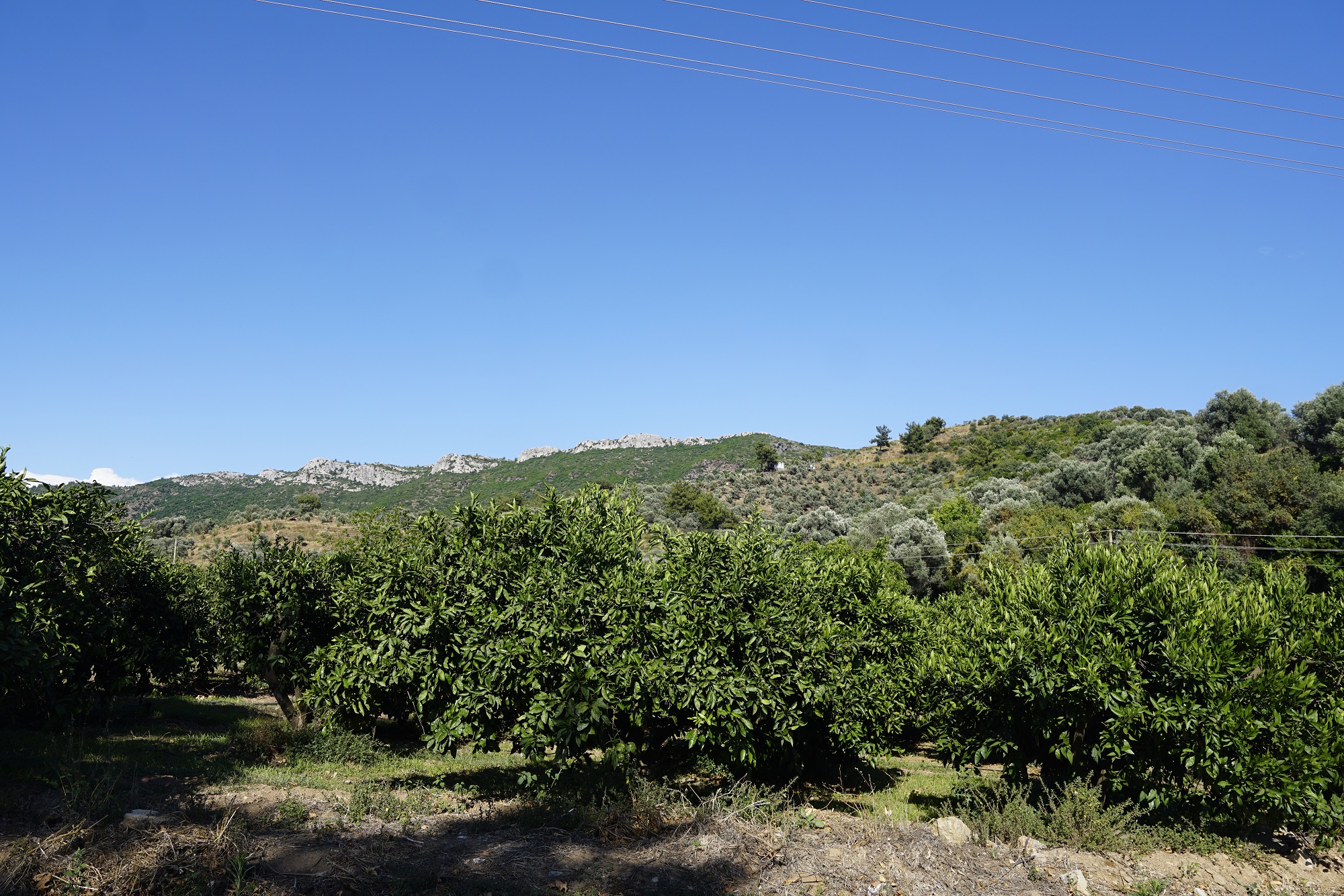 Özdere Mandalina Bahçeleri